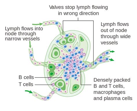 194 Anatomy Of Lymphatic Organs And Tissues Medicine Libretexts