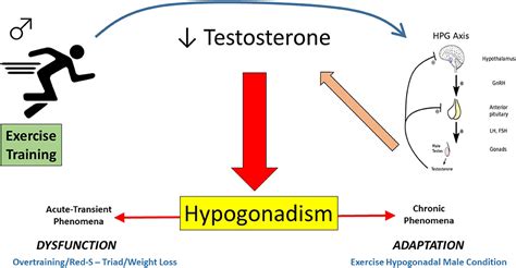 Frontiers Hypogonadism In Exercising Males Dysfunction Or Adaptive