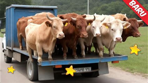 SAPI NGAMUK TURUN DARI TRUK SAPI KURBAN Caca Marica Hey Hey Lagu