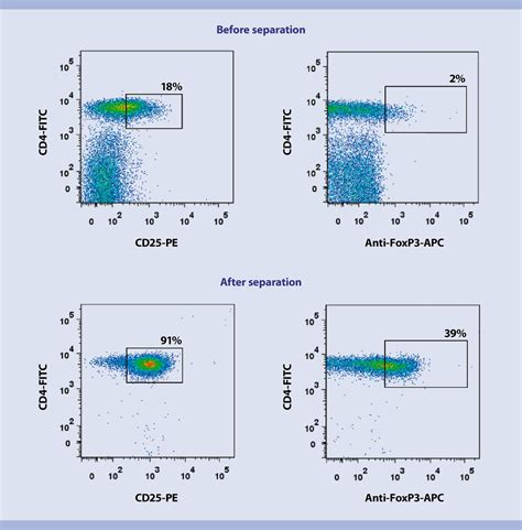 Human Cd4cd25 Regulatory T Cell Isolation In Vitro Expansion And