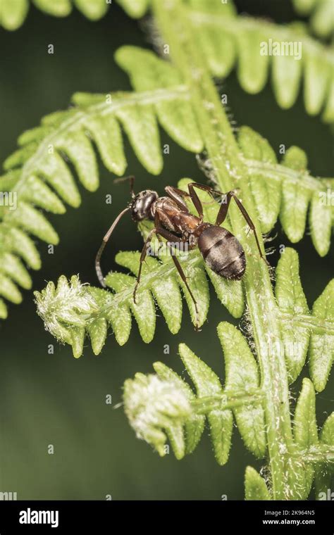 A Vertical Shot Of An Ant Formica Cunicularia Sitting On A Fern Plant