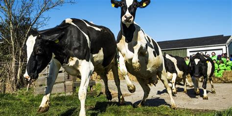 Koeien Mogen Naar Buiten Wilmaserf