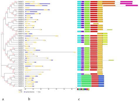 Ijms Free Full Text Genome Wide Analysis Of The Lateral Organ