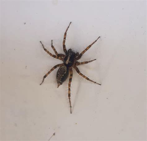 Tegenaria Domestica Is There Any Way To Tell The Age Or Sex Based On Visual Appearance R Spiders