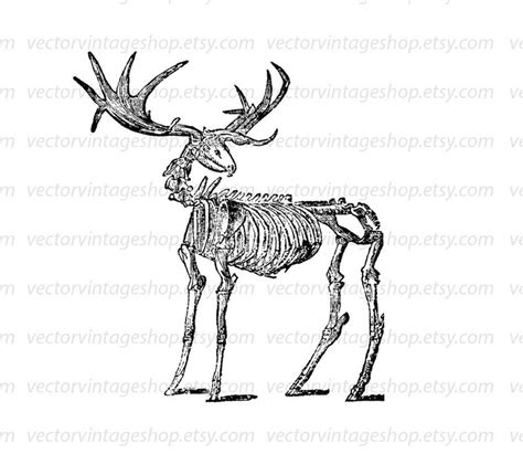 Deer Skeleton Svg File Vintage Vector Clipart Deer Antler Clip Art Creepy Woodland