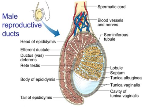 Efferent Ductules