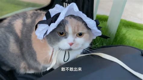 穿女仆装去遛猫，结果猫一头扎进草丛，拉都拉不出来萌喵一箩筐 Youtube