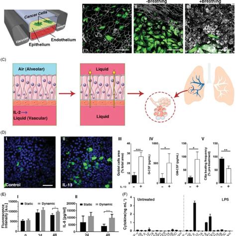 Fabrication Of Functional Lung On A Chip A I Ii Fabrication Of