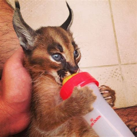 Le Caracal La Plus Mignonne Espèce De Chat 2tout2rien Caracal Cat