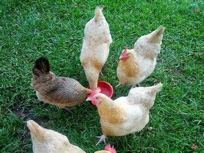 Natural Chicken Dewormer