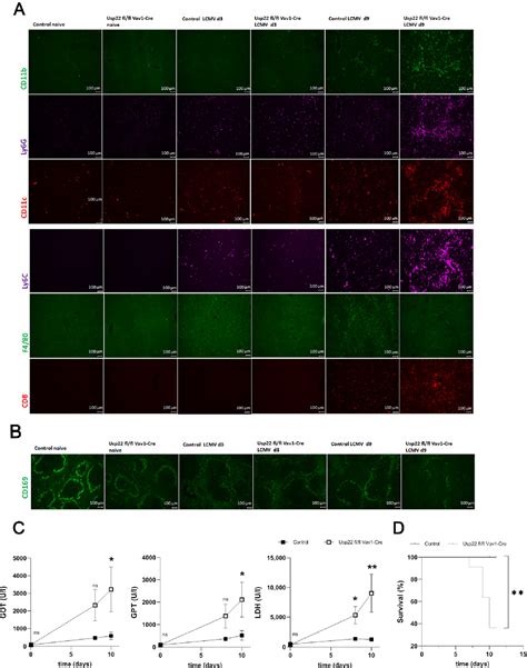 Figure From Usp Deficiency Leads To Downregulation Of Pd L And