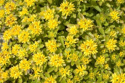 Sedum Kamtschaticum
