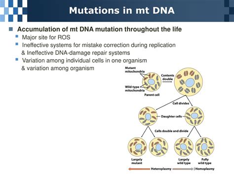 Ppt Rotational Catalysis Mechanism Powerpoint Presentation Free