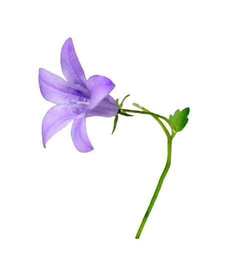 Bellflower PNG Bellflower Is A Flower That Grows Spontaneously In Cold