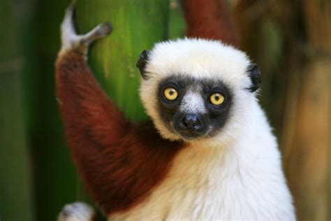 Madagascar Lemuren - Owlkids | Movie News: Island of Lemurs: Madagascar - Owlkids / In fact, the ...