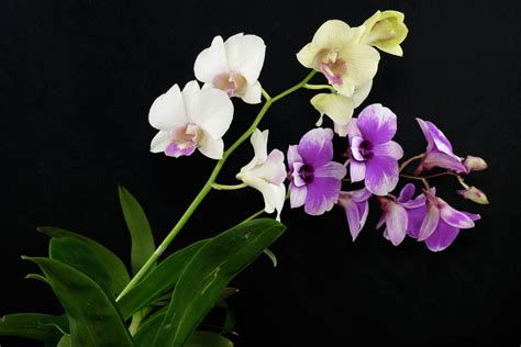 Dendrobium Phalaenopsis Cv