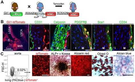 Gli1 Defines An Adventitial Population Of Mesenchymal Stem Cells A