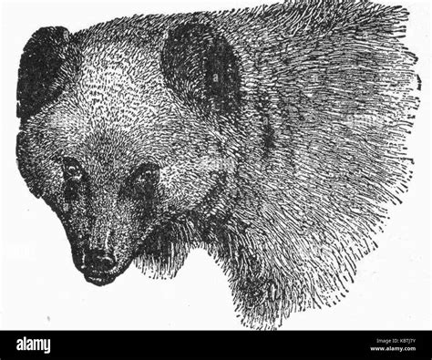 Brown bear sketch textbook Stock Photo - Alamy