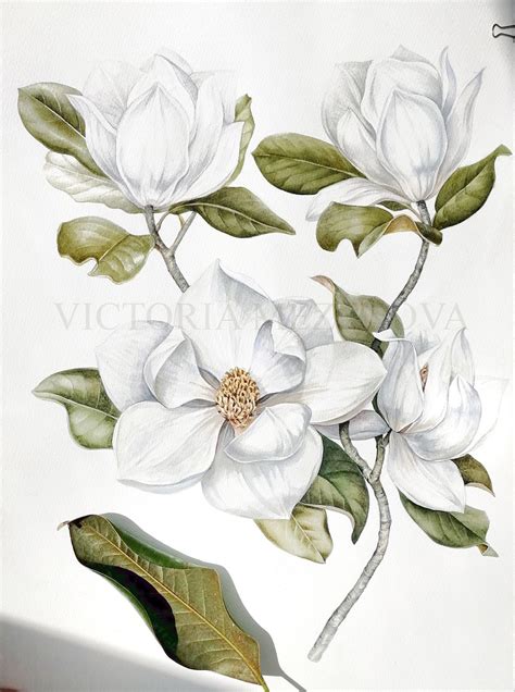 Victoria Mezenova Watercolor Illustration Of A White Magnolia Branch