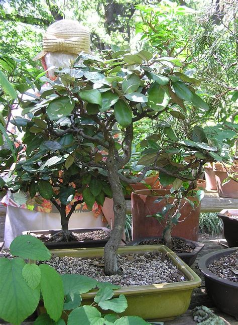 2006 4 30 Audrey Lanier S Bonsai 38 Eleagnus Joey McCoy Flickr