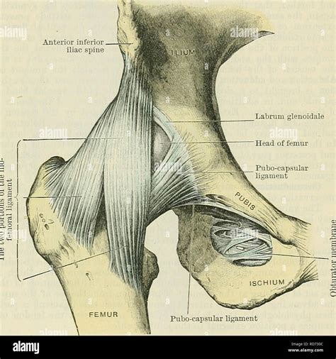 Anterior Inferior Iliac Spine Attachments