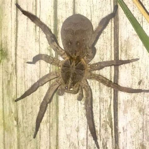 Wolf Spiders In Michigan Types Pictures Bite And More