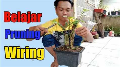 Pembentukan Awal Bonsai Serut Dengan Tehnik Pruning Dan Wiring Youtube