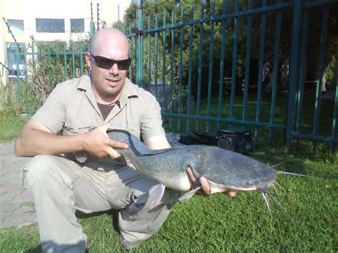 Pictures And Photographs Of The South African Barbel Sharptooth Catfish