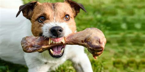 Il Nostro Cane Ci Ringhia Mentre Sta Mangiando Capire Perch E Come