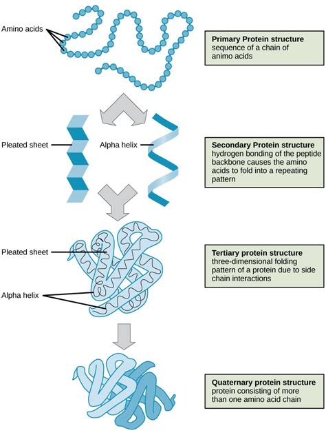 Proteins Overview Importance In Biology Expii