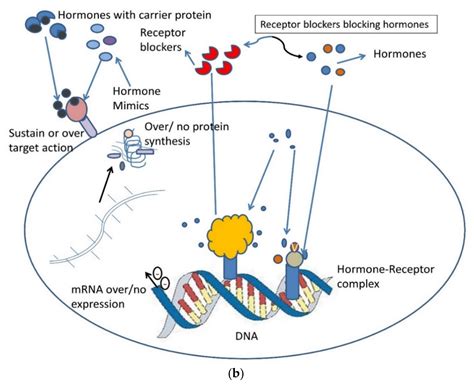 Biomolecules Free Full Text Advanced Glycation End Products Ages