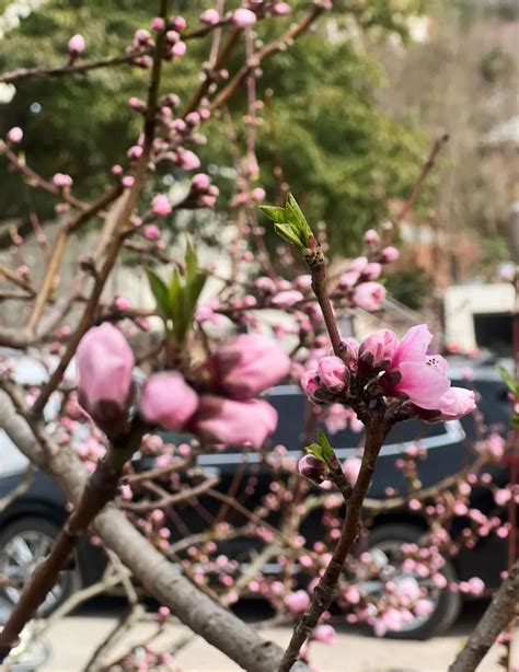 春之声 龙泉驿今春第一朵桃花开了澎湃号·政务澎湃新闻 The Paper