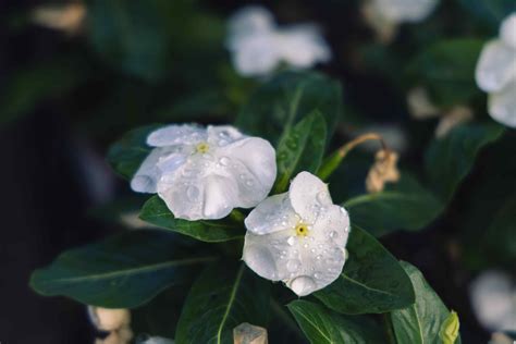 Departments Flowering Vinca Cora® White Cell Pack