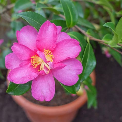 Camellia sasanqua 'Kanjiro' ~ Kanjiro Camellia – King's Sunset Nursery