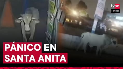 Santa Anita Toro Suelto Desata Pánico En Transeúntes Y Embiste A