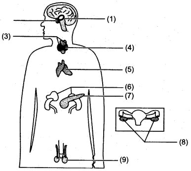 Endocrine System Diagram Quizlet