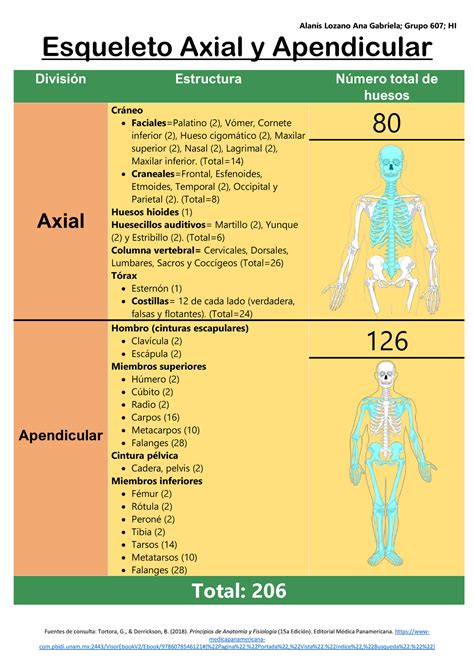 Esqueleto Axial Y Apendicular Estructura Huesos Y Diferencias Riset