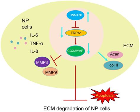 Dnmt B Decreases Extracellular Matrix Degradation And Alleviates