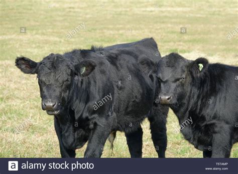 Two Black Cows Looking Angry Stock Photo - Alamy