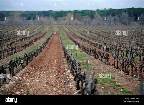 France Vineyard In South Of France Var Region France Wine