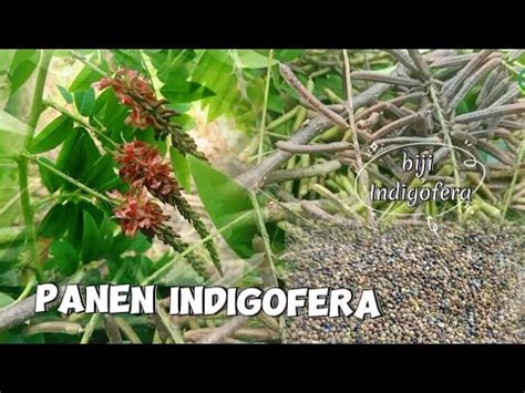 Panen Indigofera Cara Mudah Memisahkan Biji Indigofera Dari Kulitnya