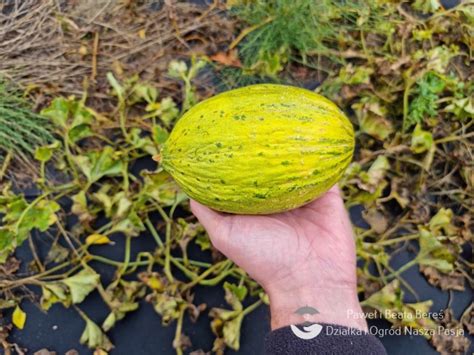 Melon Piel De Sapo odmiana o zielono żółtej skórce