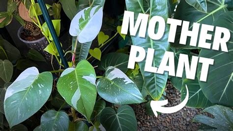 Potting Philodendron White Princess Cuttings Relaxing Plant Care Youtube