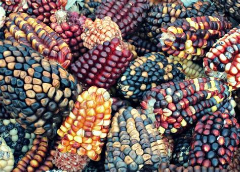 Beautiful Maize Brought To Us By The Ancient Aztecs Of Mexico Corn