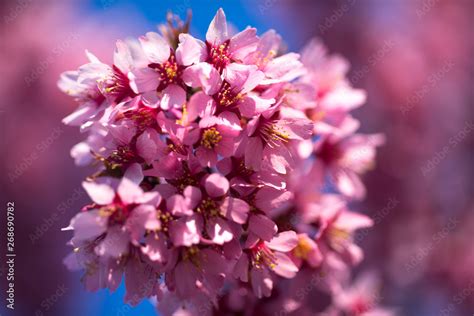 Spring Shidarezakura Weeping Cherry Beautiful Pink Cherry Or Cherry