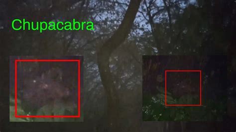 Real chupacabra sightings caught on camera in the forest. cryptids ...