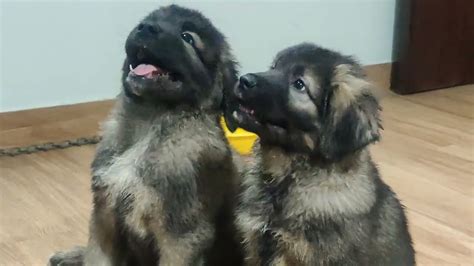 Are Georgian Shepherd Puppies Lazy