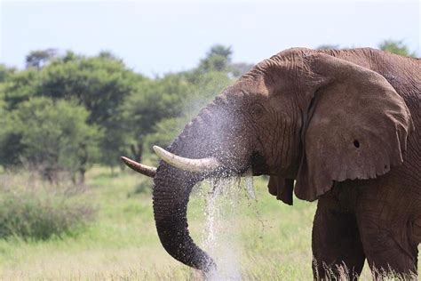 Arusha Jours En Tanzanie Rejoignant Safari Avec Prise En Charge