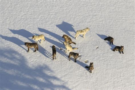 Gray Wolf Reintroduction Still Causing Split Opinions In Colorado R