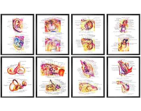 8 Anatomical Ear Diagram Human Ear Anatomy Inner Structure Posters ...